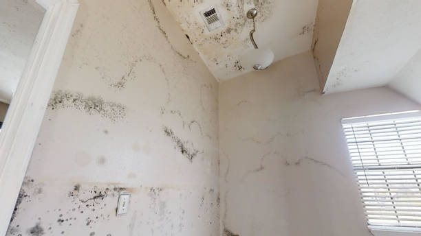 Trusted Pikeville, KY Mold Removal Experts